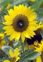 Need sunflower husk pellets €0