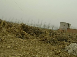 Biomass pellets made of corn stalk and peanut crusk €0