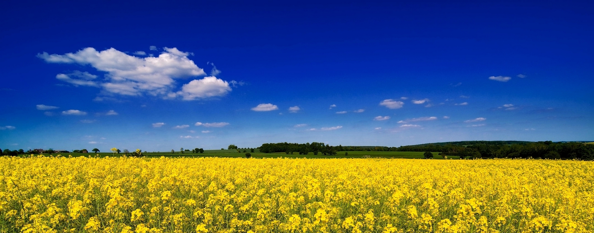 Rapeseed production faces decrease in Russia